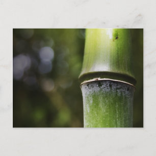 Bamboo-vykort (färg) vykort