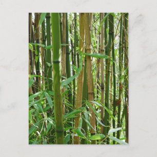 Bamboo-vykort Vykort