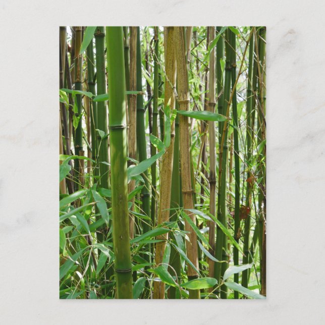 Bamboo-vykort Vykort (Framsida)