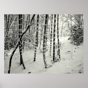 Bamboortrunkar i snö poster