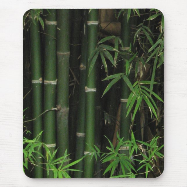 Bambu… Fao Rai, Nong Khai, Isaan, Thailand Musmatta (Framsidan)