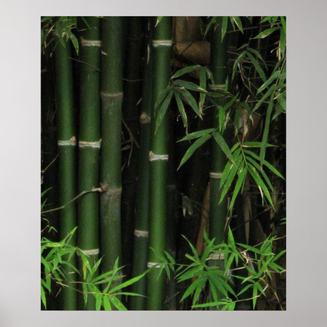 Bambu ... Fao Rai, Nong Khai, Isaan, Thailand Poster (Framsidan)