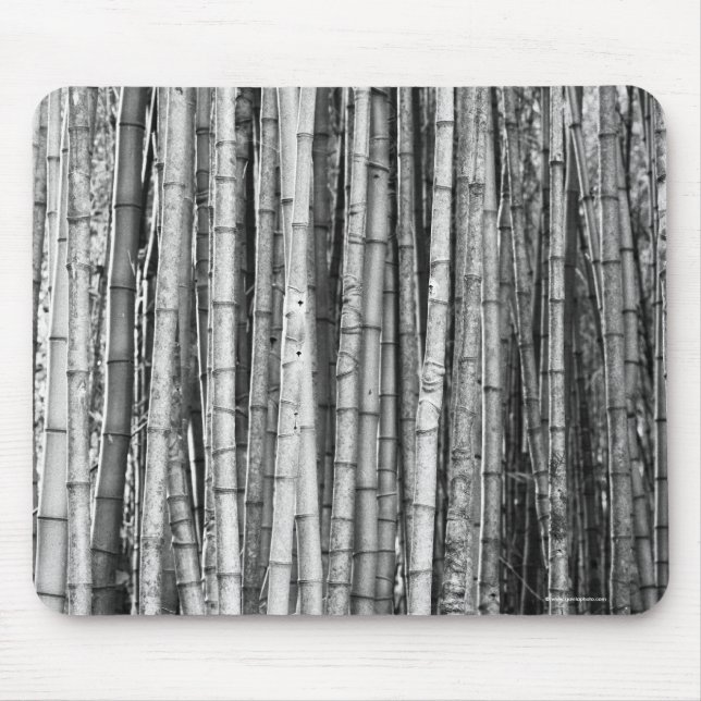 Bambu Musmatta (Framsidan)