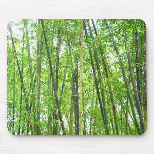 Bambu Musmatta (Framsidan)