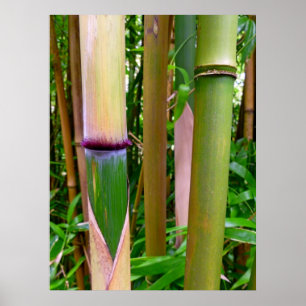 Bambu Poster