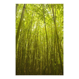 Bambu skog nära Waikamoi Ridge Trail, norr Fototryck