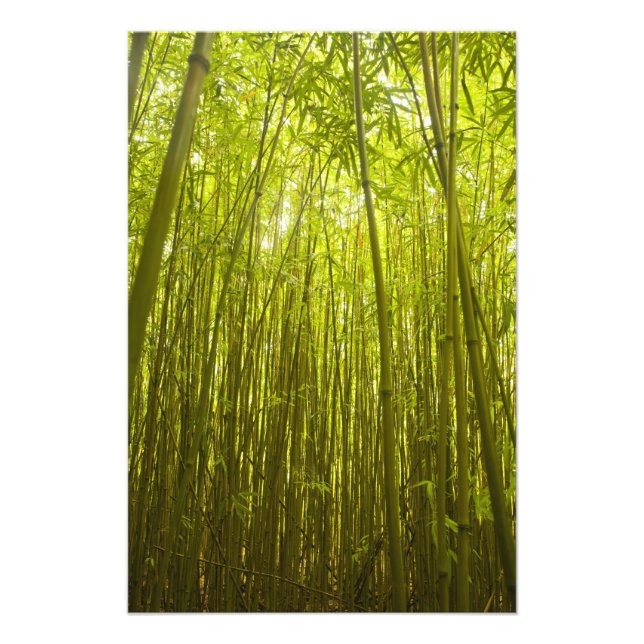 Bambu skog nära Waikamoi Ridge Trail, norr Fototryck (Framsidan)