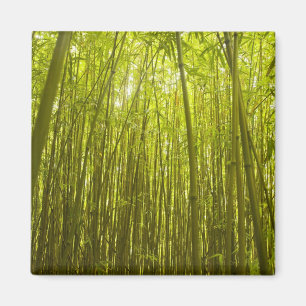 Bambu skog nära Waikamoi Ridge Trail, norr Magnet
