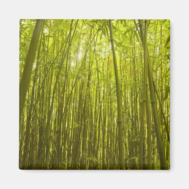 Bambu skog nära Waikamoi Ridge Trail, norr Magnet (Framsidan)