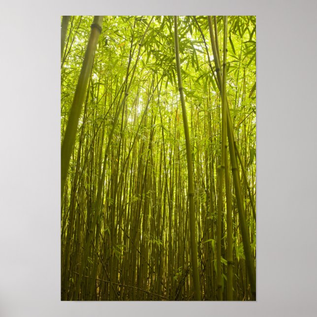 Bambu skog nära Waikamoi Ridge Trail, norr Poster (Framsidan)