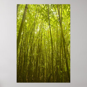 Bambu skog nära Waikamoi Ridge Trail, norr Poster