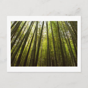 Bambu-skogen i Sagano, Kyoto vykort