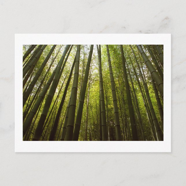 Bambu-skogen i Sagano, Kyoto vykort (Framsida)