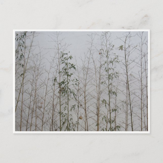 bambu vykort (Framsida)