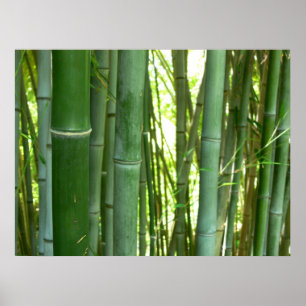 Bambudunge Poster