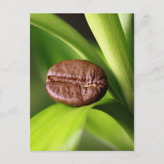 Bambus Kaffeebohne Vykort