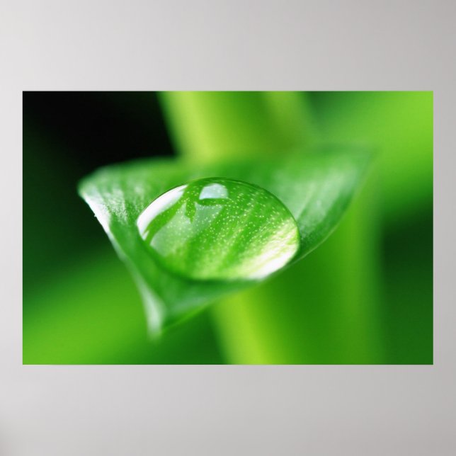 Bambus Wassertropfen Poster (Framsidan)