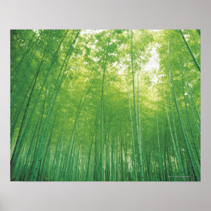 Bambuskog 2 poster