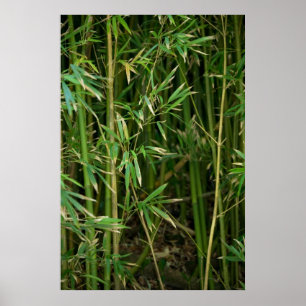 Bambuskog Poster