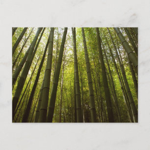 Bambuskog: Sagano, Kyoto Vykort