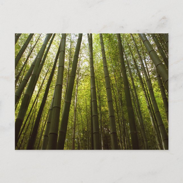 Bambuskog: Sagano, Kyoto Vykort (Framsida)