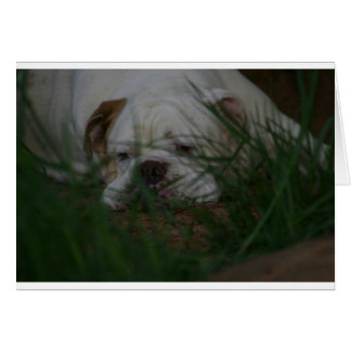 Bammer Hälsningskort