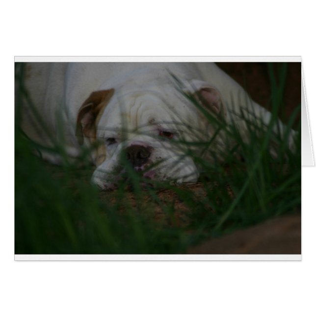 Bammer Hälsningskort (Framsidan Horizontal)