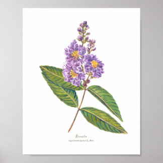Banaba (Lagerstroemia speciosa) Ph Forest Blooms Poster