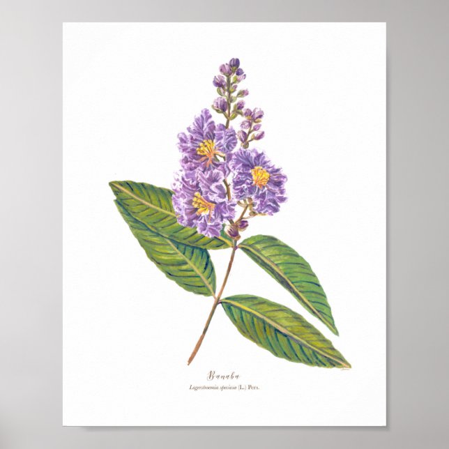 Banaba (Lagerstroemia speciosa) Ph Forest Blooms Poster (Framsidan)