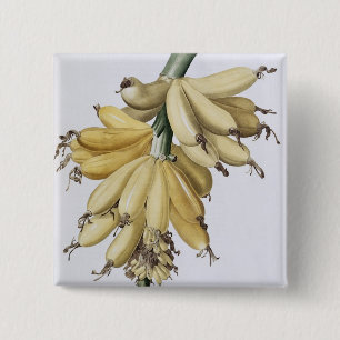 Banan 1816 knapp