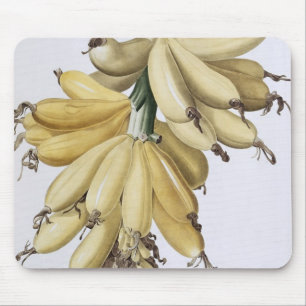 Banan 1816 musmatta