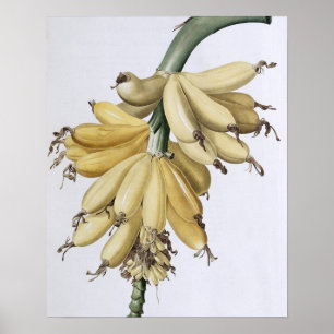 Banan 1816 poster