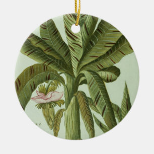 Banan från J. Weinmanns Phytanthoza Iconographi Julgransprydnad Keramik