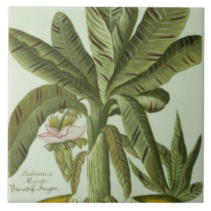 Banan från J. Weinmanns Phytanthoza Iconographi Kakelplatta