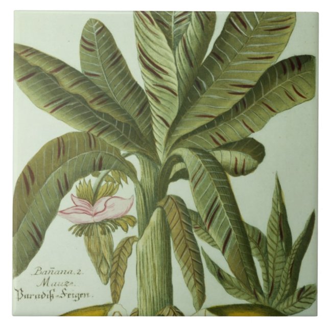 Banan från J. Weinmanns Phytanthoza Iconographi Kakelplatta (Framsidan)