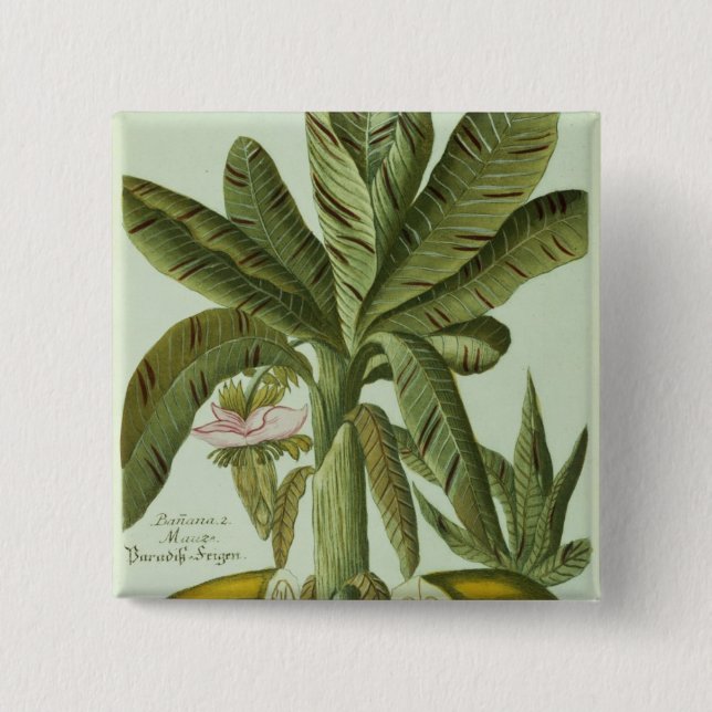 Banan från J. Weinmanns Phytanthoza Iconographi Knapp (Framsida)