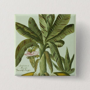 Banan från J. Weinmanns Phytanthoza Iconographi Knapp