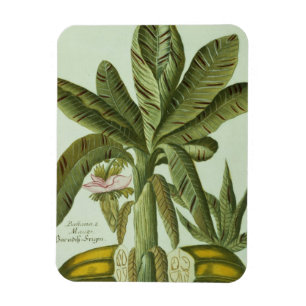 Banan från J. Weinmanns Phytanthoza Iconographi Magnet