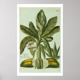 Banan från J. Weinmanns Phytanthoza Iconographi Poster