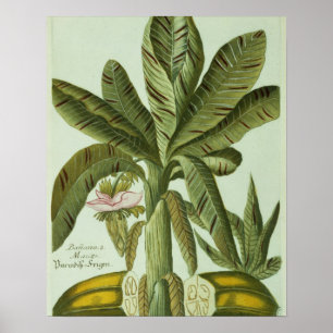 Banan från J. Weinmanns Phytanthoza Iconographi Poster