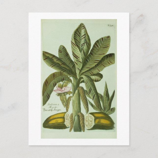 Banan från J. Weinmanns Phytanthoza Iconographi Vykort (Framsida)