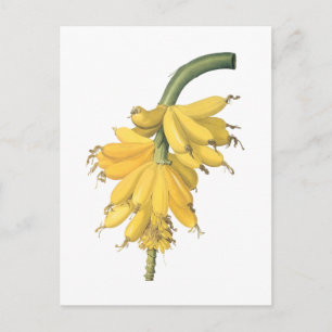 banan(Musa paradisiaca) från Redouté Vykort