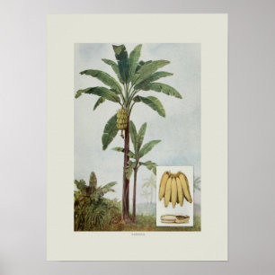 Banan Poster