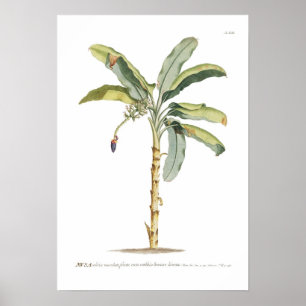 Banan Poster