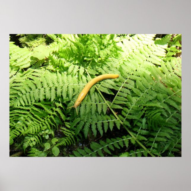 Banan Sniglar på Ormbunkar I Poster (Framsidan)
