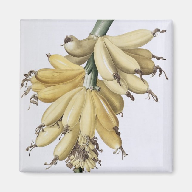 Banana, 1816 magnet (Framsidan)