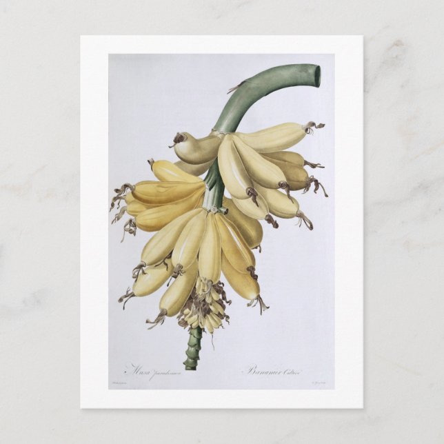 Banana, 1816 vykort (Framsida)