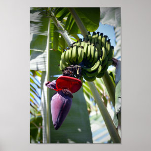 Banana Bunch and Flower Stalk Poster