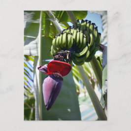 Banana Bunch och Flower Stalk Vykort