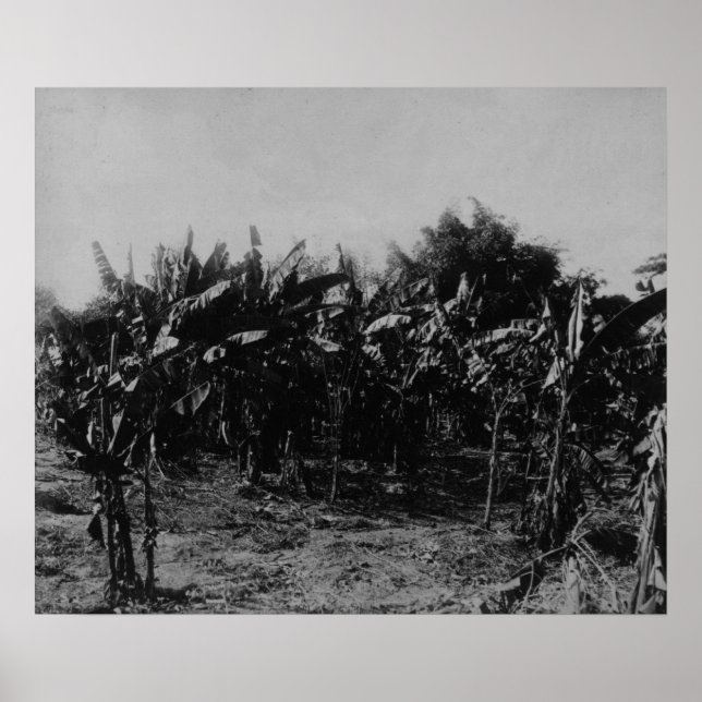 Banana Cultivation, Trinidad, 1891 Poster (Framsidan)